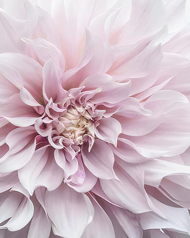 Blühende rosa Chrysantheme Diamond Painting