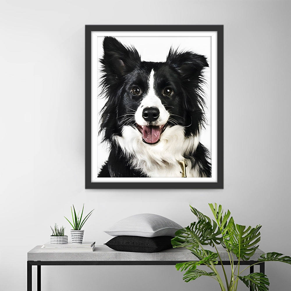 Border Collie Hund Diamond Painting