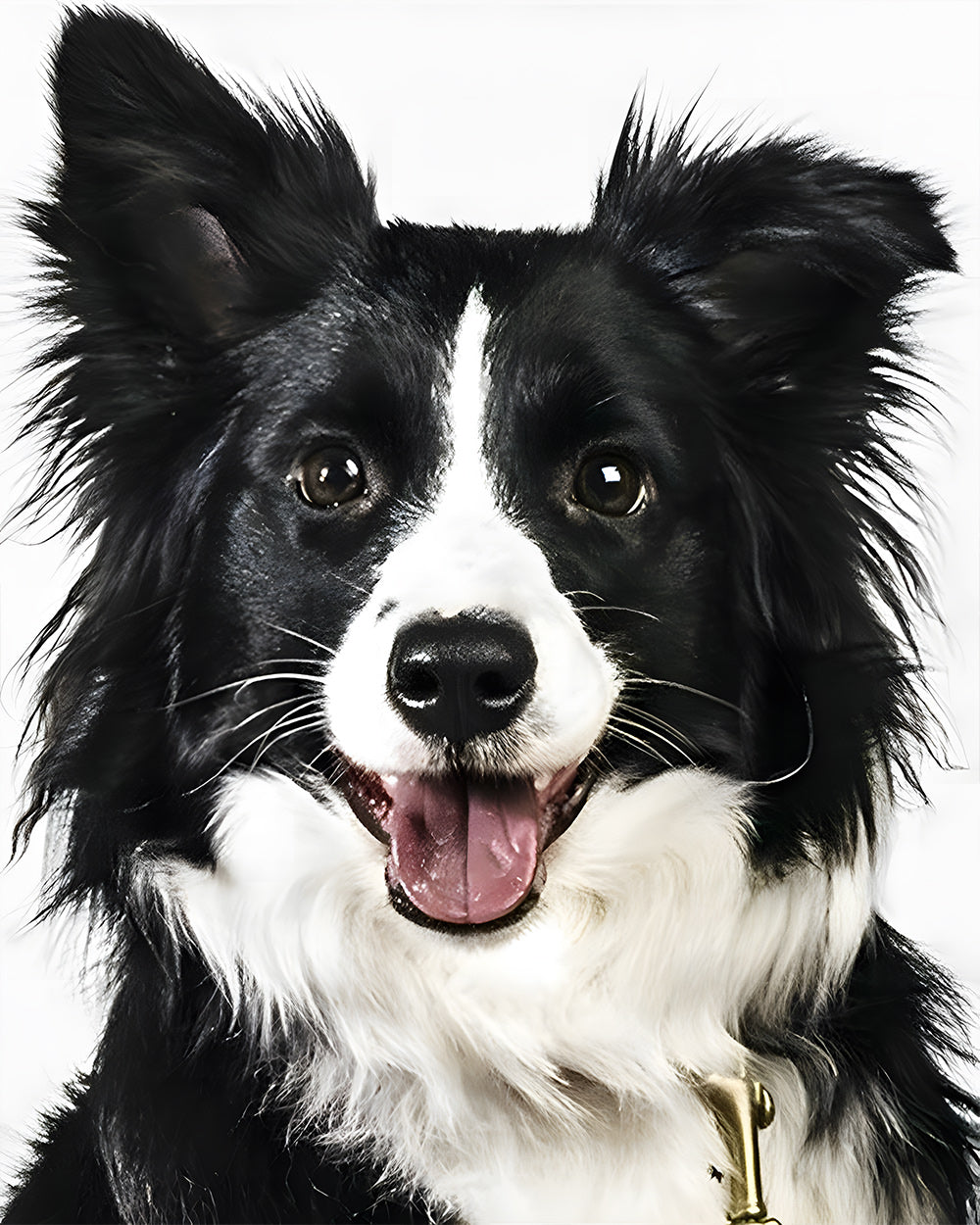 Border Collie Hund Diamond Painting