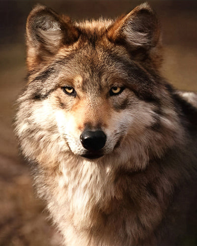 Der Blick des Wolfes Diamond Painting