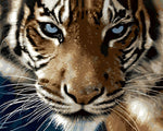 Der majestätische Tiger Diamond Painting