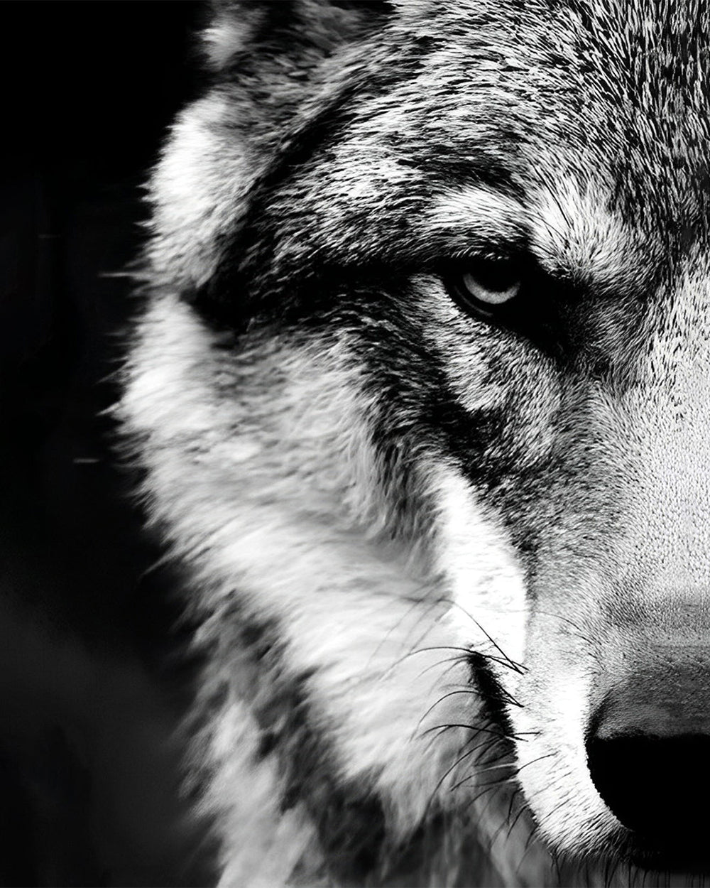 Der verborgene Wolf Diamond Painting