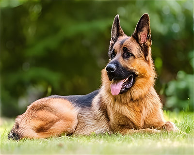 Deutscher Schäferhund auf der Wiese Diamond Painting