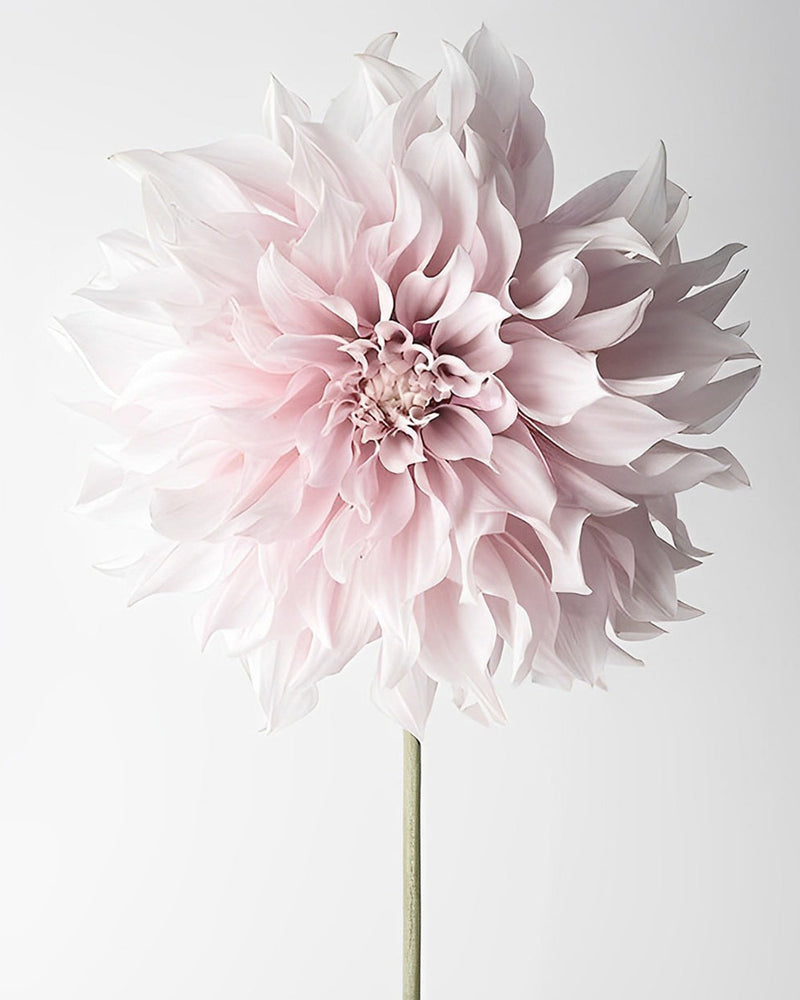 Eine rosa Chrysantheme Diamond Painting