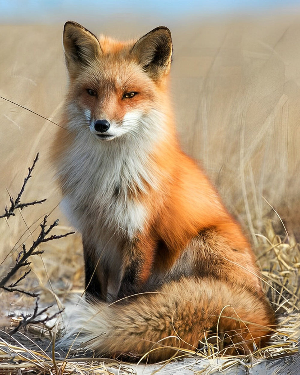 Fuchs auf Herbstgrasland Diamond Painting