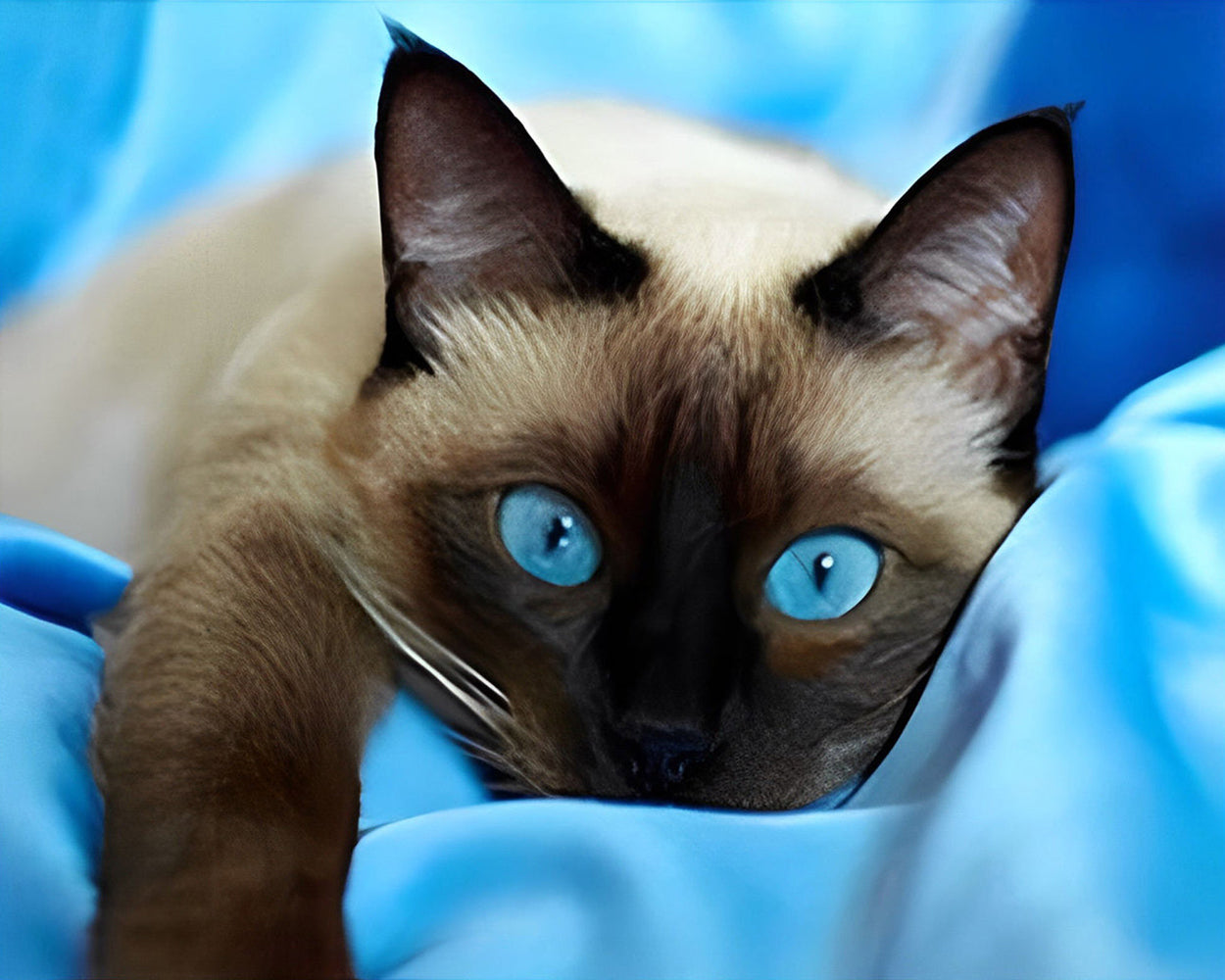 Graue Katze mit blauen Augen Diamond Painting