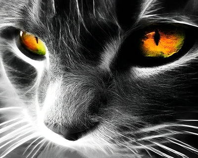 Graue Katze mit orangefarbenen Augen Diamond Painting