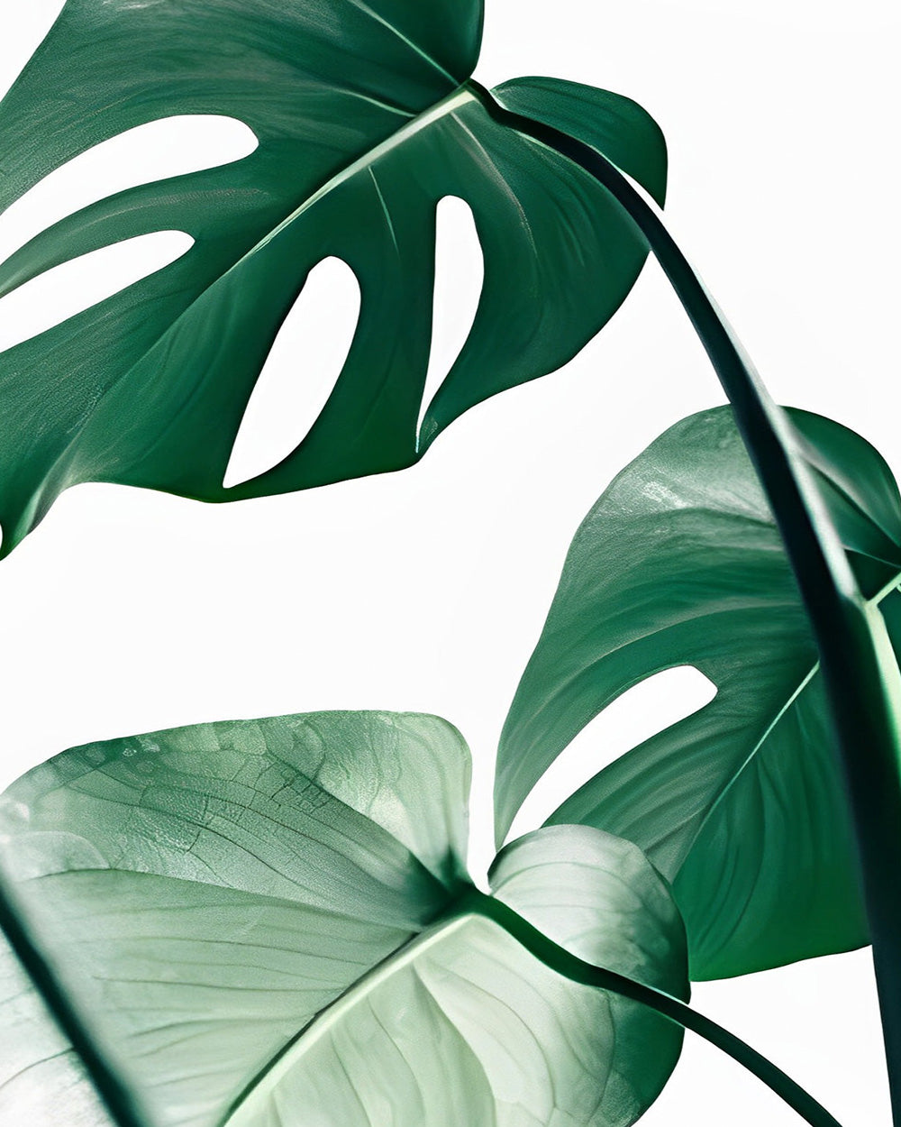 Grüne Monstera Blätter Diamond Painting