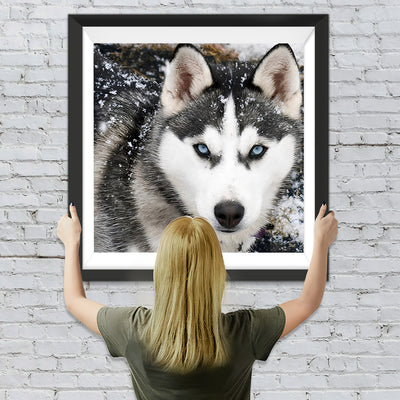 Husky im Schnee Diamond Painting