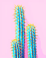 Kakteen auf rosa Hintergrund Diamond Painting
