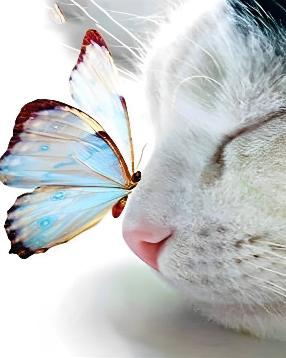 Katze und blauer Schmetterling Diamond Painting