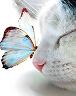 Katze und blauer Schmetterling Diamond Painting