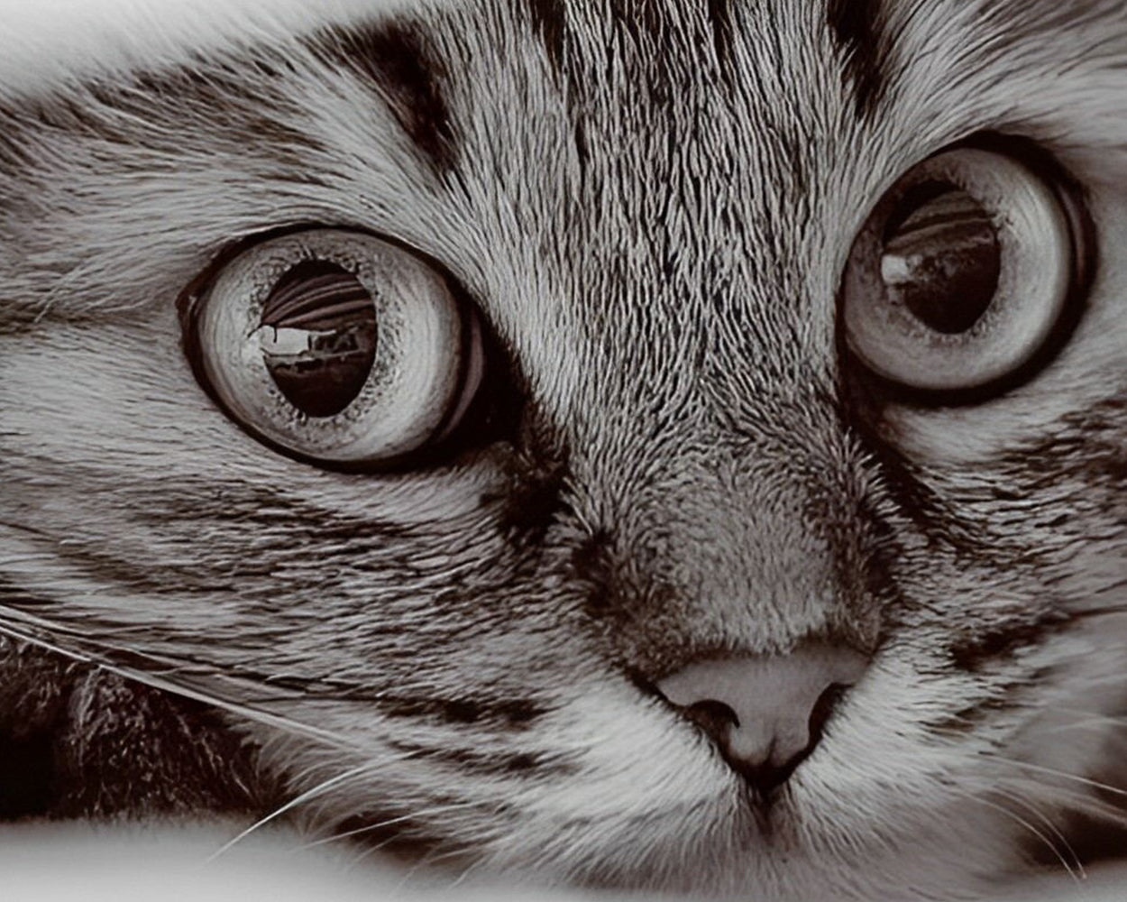 Kleines graues Kätzchen Diamond Painting