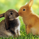 Kaninchen