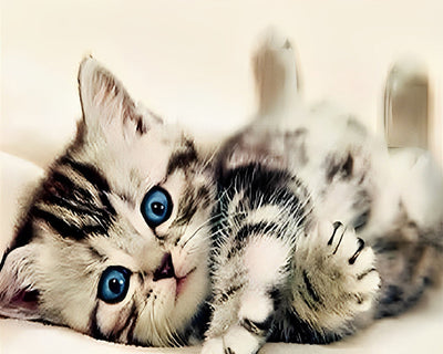 Niedliche Katze mit blauen Augen Diamond Painting