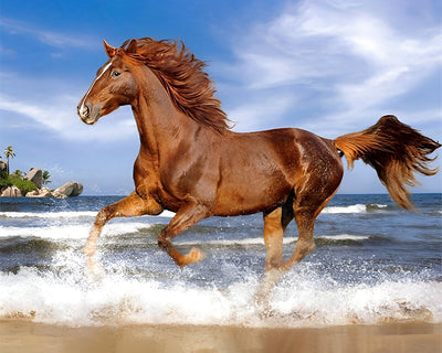 Pferd läuft im Wasser Diamond Painting