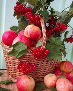 Rote Äpfel im Korb Diamond Painting