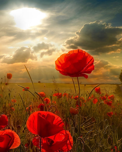 Rote Mohnblumen unter den dunklen Wolken Diamond Painting