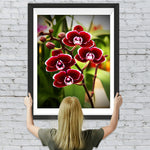 Rote Phalaenopsis Diamond Painting