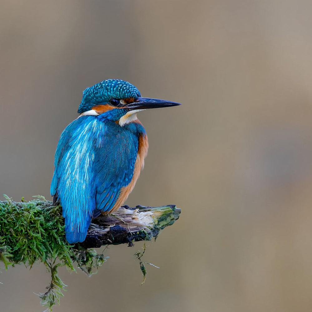 Schöner blauer Vogel Diamond Painting