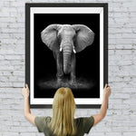 Schwarz-weißer Elefant Diamond Painting