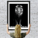 Schwarz-weißer Löwe Diamond Painting