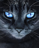 Schwarze Katze mit blauen Augen Diamond Painting