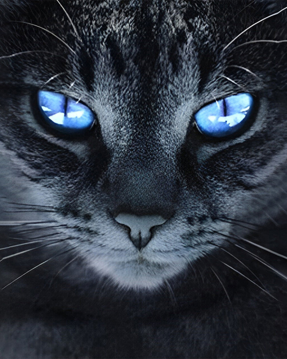 Schwarze Katze mit blauen Augen Diamond Painting