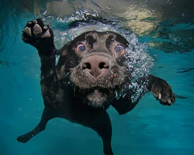 Schwarzer Hund im Wasser Diamond Painting