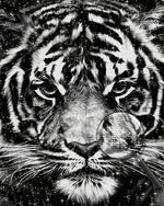Schwarzer und weißer Tiger Diamond Painting