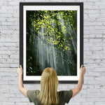 Sonnenlicht strahlt durch den grünen Wald Diamond Painting