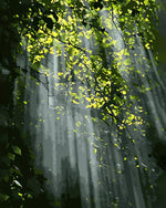 Sonnenlicht strahlt durch den grünen Wald Diamond Painting