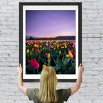 Tulpenfeld und lila Himmel Diamond Painting