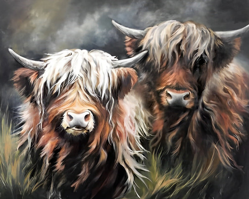 Zwei Hochlandkühe Diamond Painting