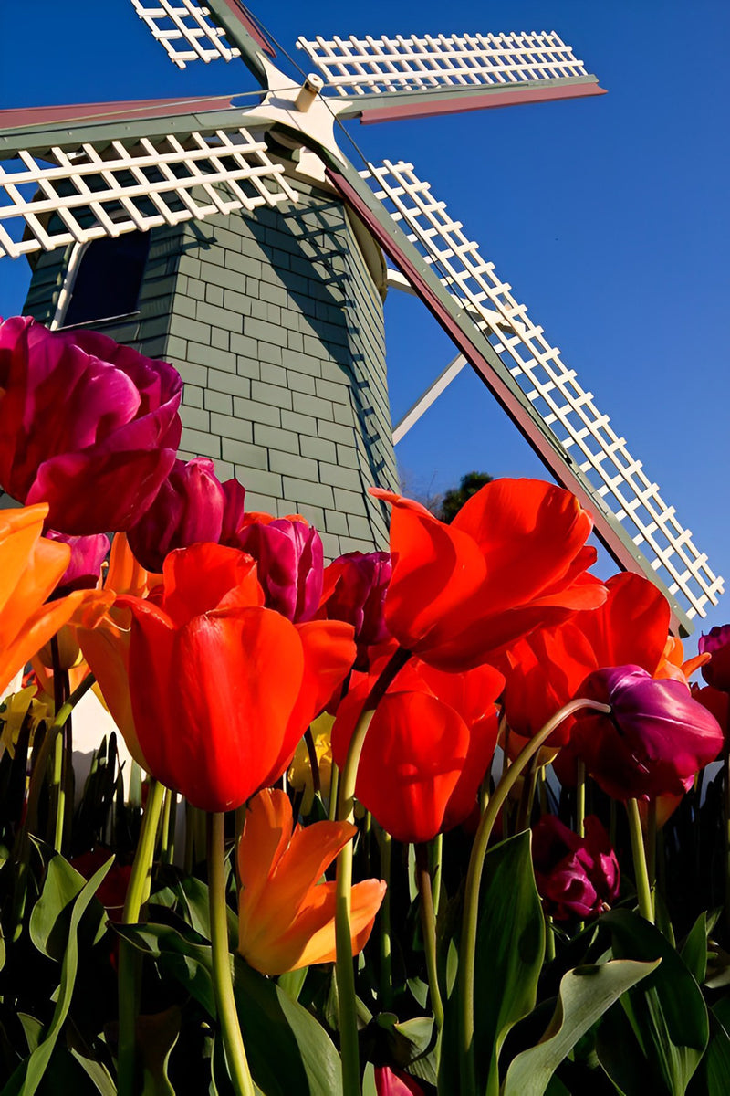 Rote Tulpen und Windrad Diamond Painting