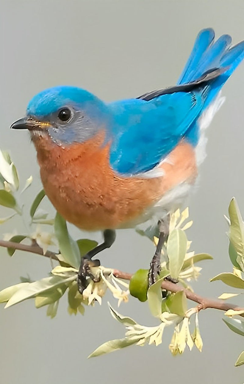 Blauer Vogel auf dem Ast Diamond Painting