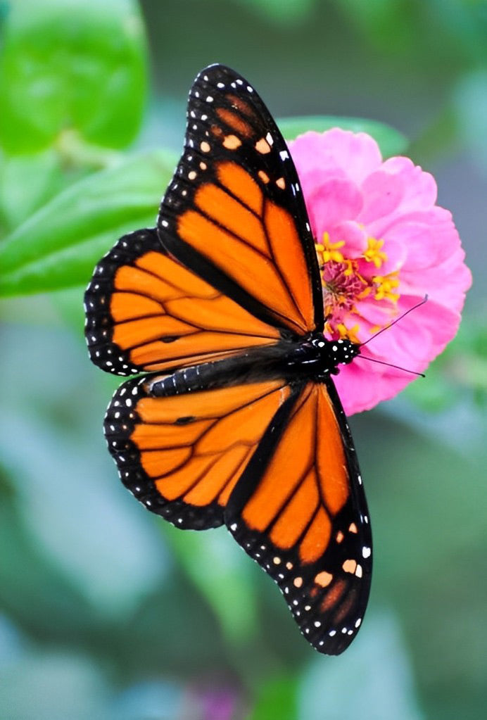 Schmetterling und Blume Diamond Painting