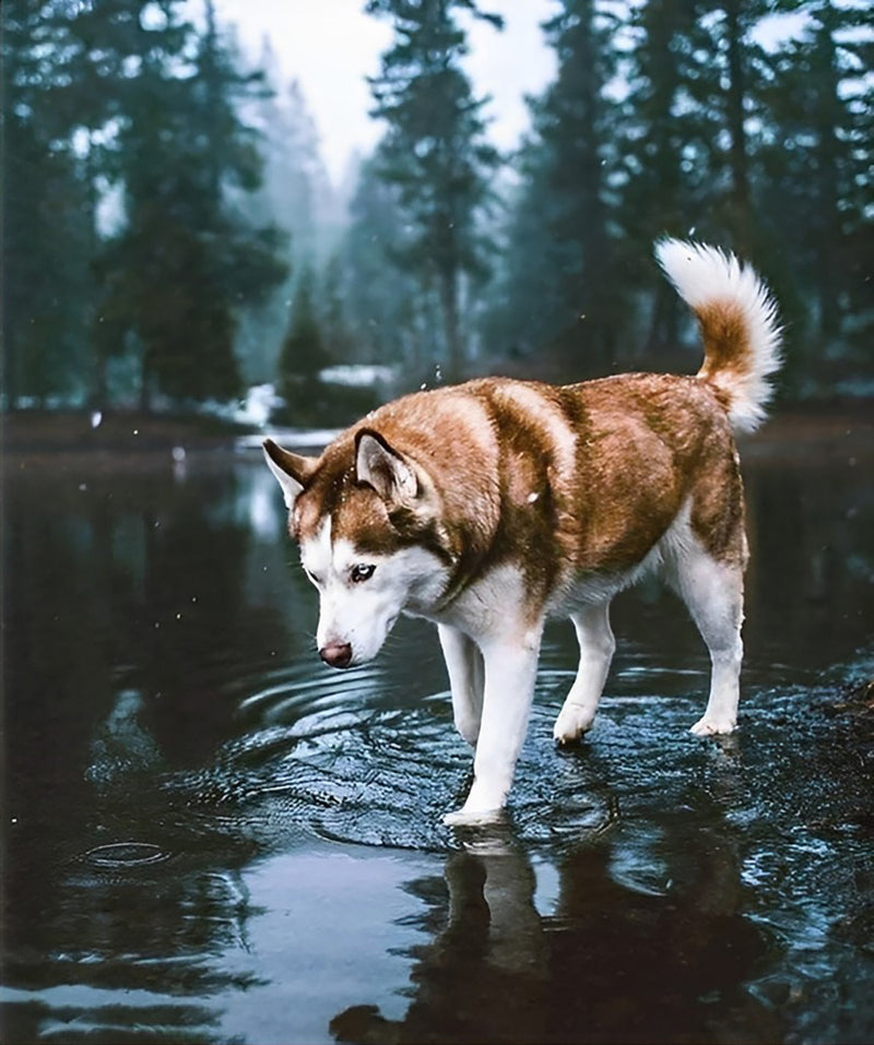 Husky im Wald Diamond Painting