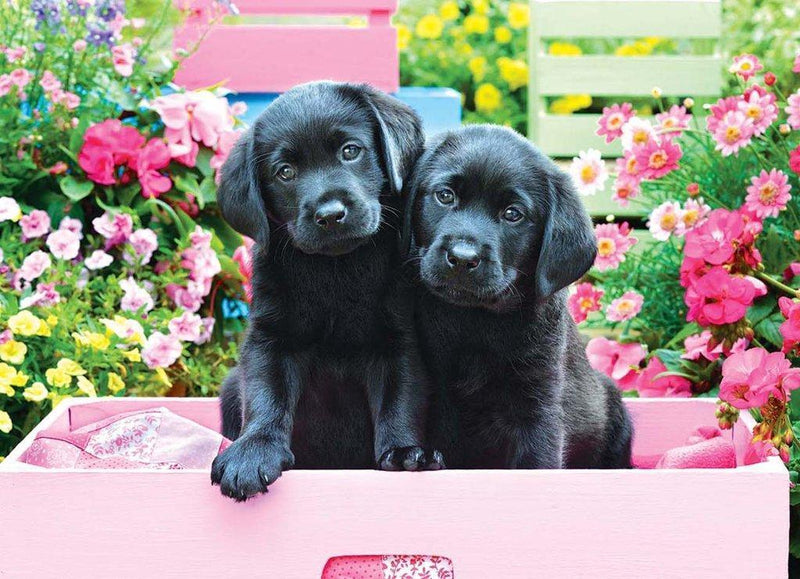 Schwarze Hunde in rosa Box Diamond Painting