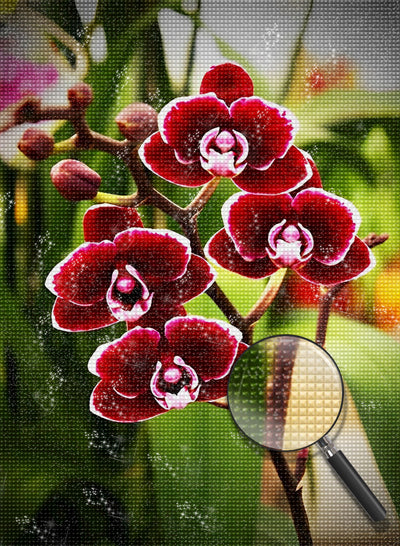 Rote Phalaenopsis Diamond Painting