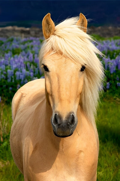 Pferd auf dem Feld Diamond Painting