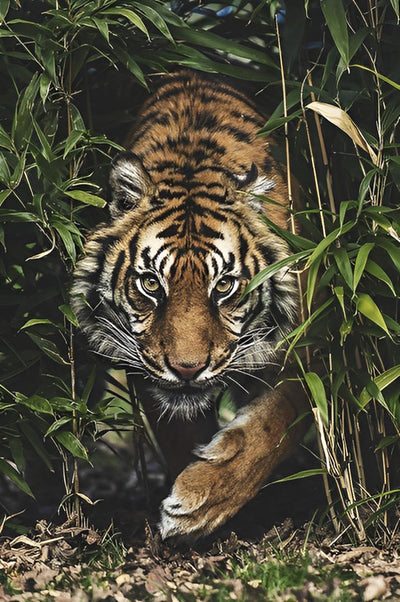 Tiger Gras Diamond Painting