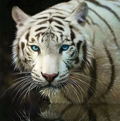 Tiger mit grünen Augen im Wasser Diamond Painting