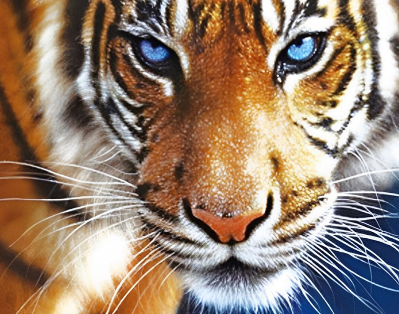 Tiger mit blauen Augen Diamond Painting