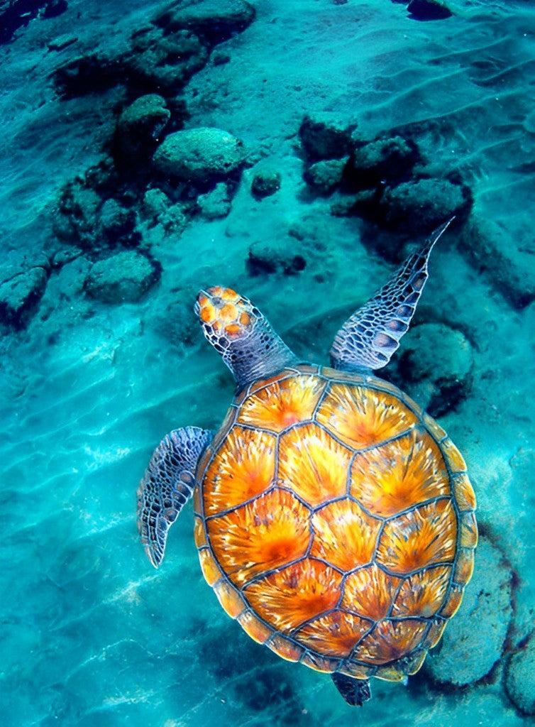 Orange Schildkröte im Meer Diamond Painting