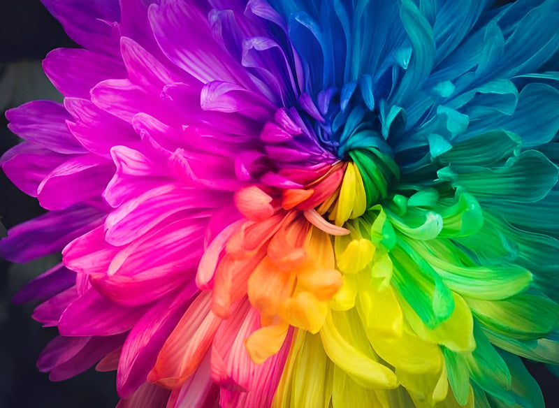 Regenbogen-Chrysantheme Diamond Painting