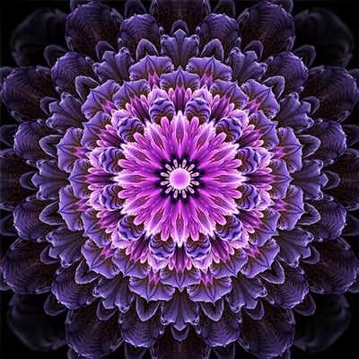 Lila Chrysanthemen Mandala Diamond Painting