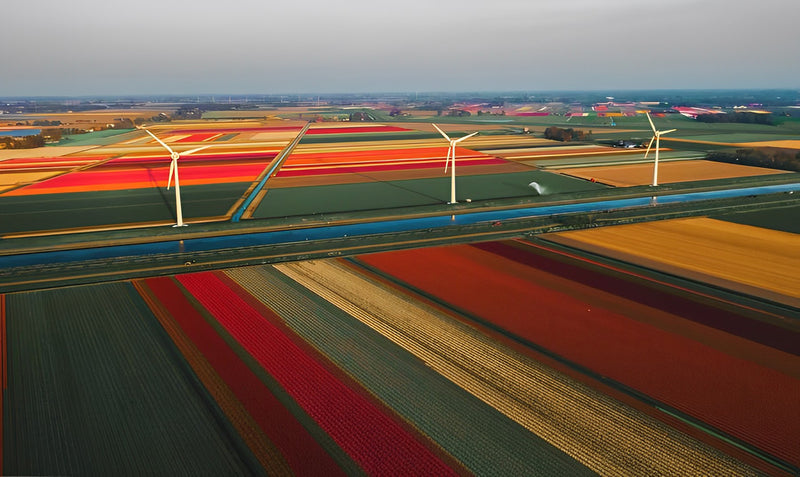 Niederländisches farbiges Tulpenfeld Diamond Painting