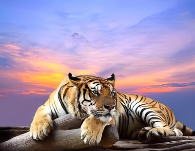 Tiger bei Sonnenuntergang Diamond Painting