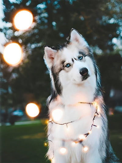 Alaska-Hund mit Lampen Diamond Painting